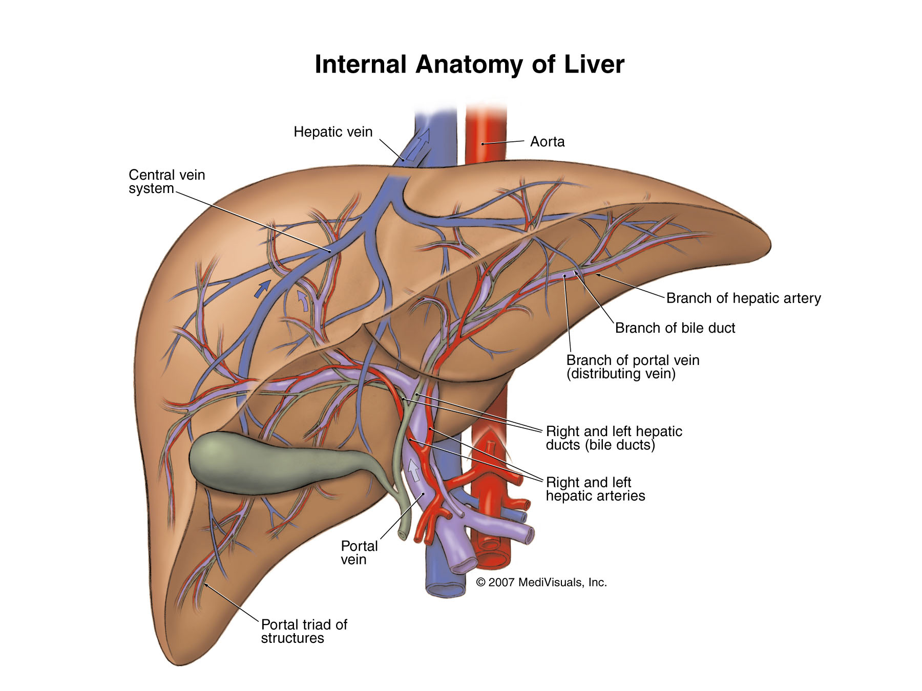 Liver Cancer and its Treatment